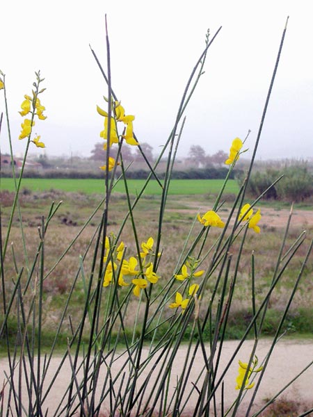 Temps boig, ginesta florida (Spartium junceum)