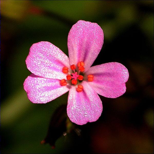 Herba de Sant Robert (Geranium robertianum)