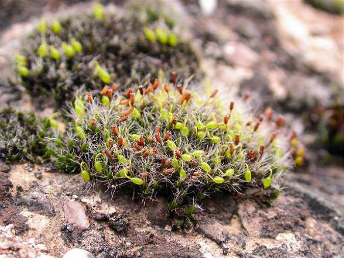 Grimmia pulvinata