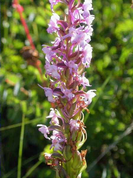 Caputxina (Gymnadenia conopsea)