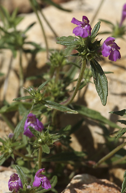 Galeopsis vermella (Galeopsis ladanum ssp. angustifolia)