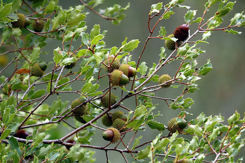 Garric. Coscoja (Quercus coccifera)