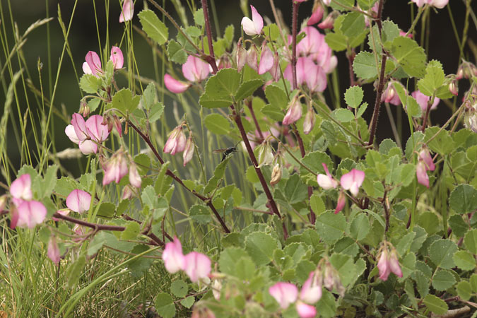 Gavó rotundifoli (Ononis rotundifolia)