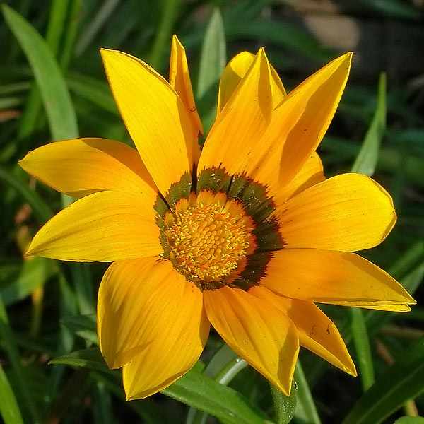 Gazania splendens