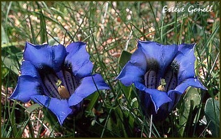 Genciana Acaule