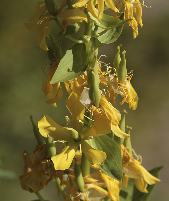 Genciana groga (Gentiana burseri)