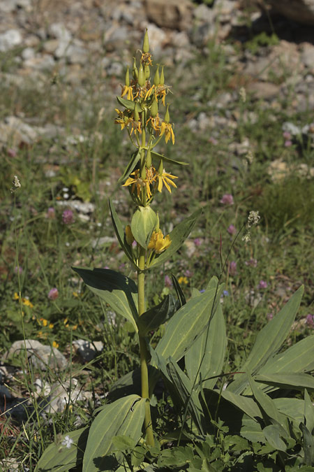 Genciana groga (Gentiana burseri)