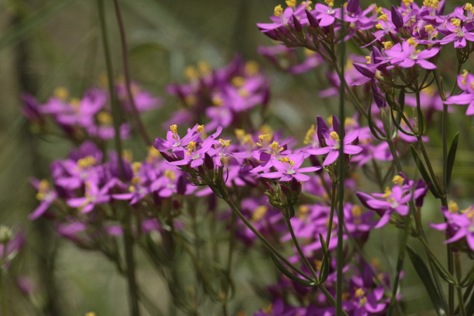 Herba de Santa Paula (Centaurium quadrifolium)