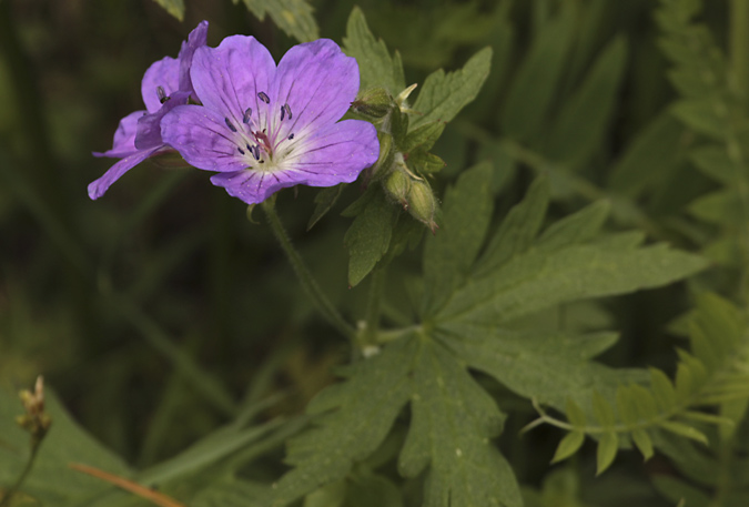 Gerani de bosc  (Geranium sylvaticum )