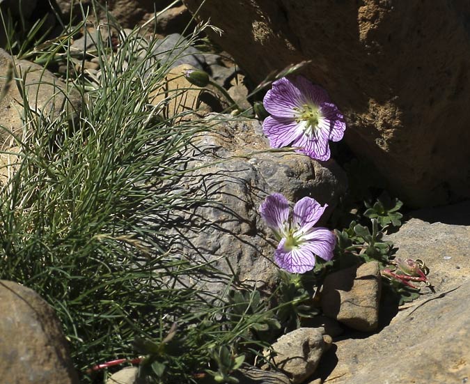 Geranium cinereum