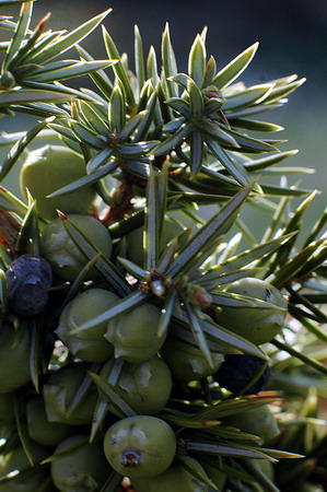 Ginebre (Juniperus communis) Enebro