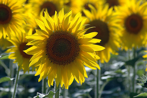 Girasol (Helianthus annuus)