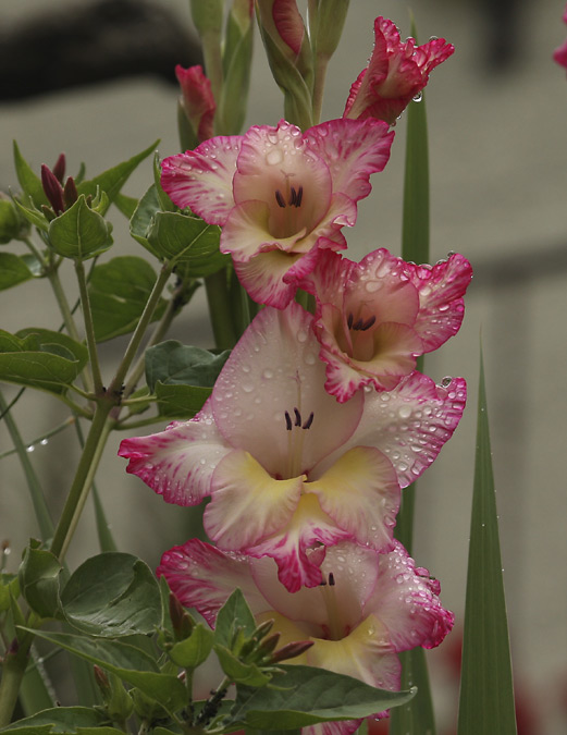 Gladiolus imbricatus