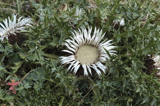 Carlina Cínara (Carlina acanthifolia)