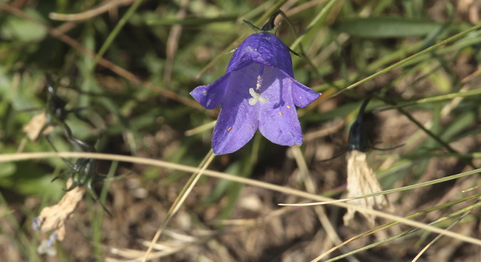 Campaneta de fulla rodona (Campanula rotundifolia)