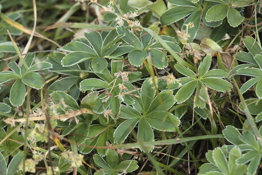 Chemilla alpina