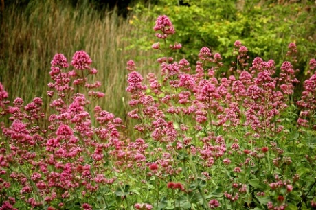 Herba de Sant Jordi (Centranthus ruber)