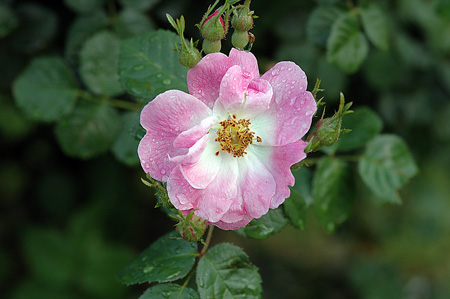 Rosa. Híbrid de Rosa rubiginosa