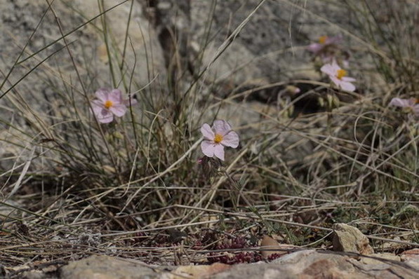 Heliantem apení (Helianthemum apenninum)