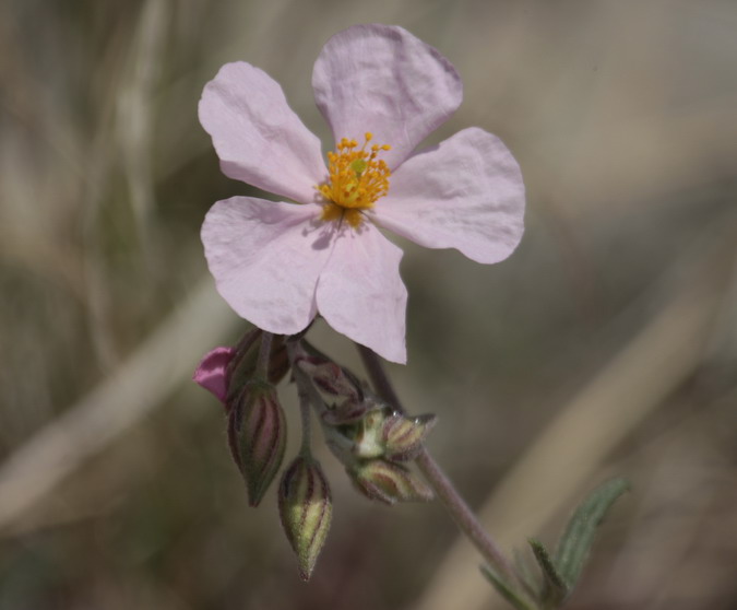 Heliantem apení (Helianthemum apenninum)