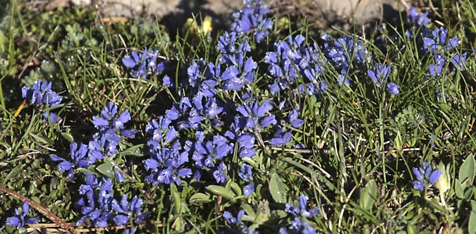 Herba blava o polígala calcària (Polygala calcarea)