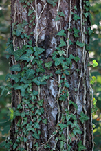 Heura (Hedera helix)