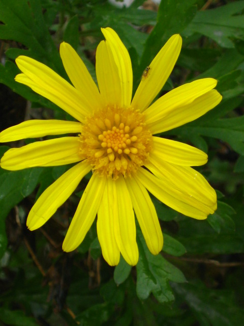 Q flor será?