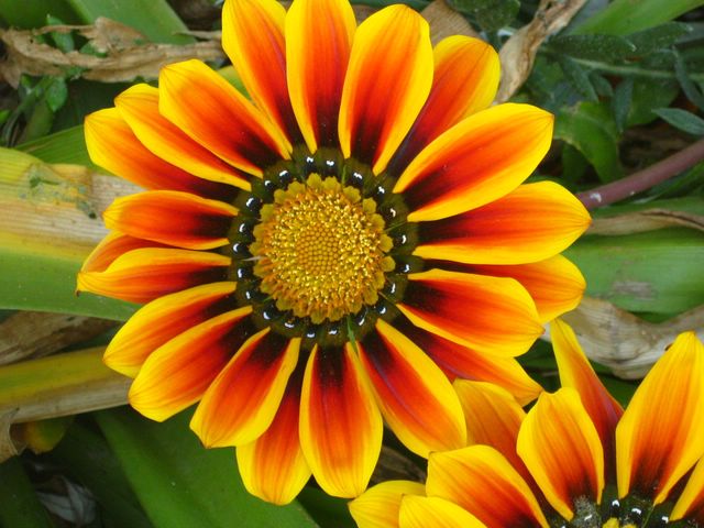 Gazania (Gazania splendens)