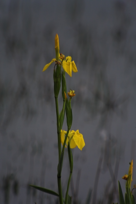 Lliri groc (Iris pseudacorus)