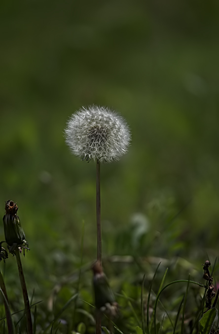 Dent de Lleó (Taraxacum officinale)