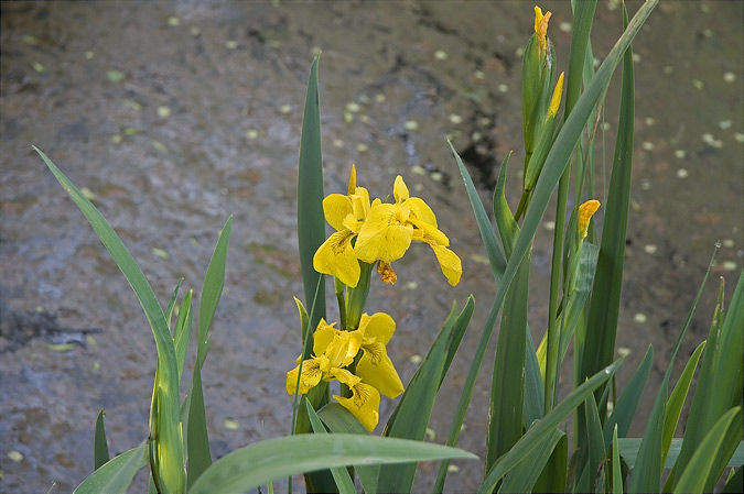 Lliri groc (Iris pseudacorus)