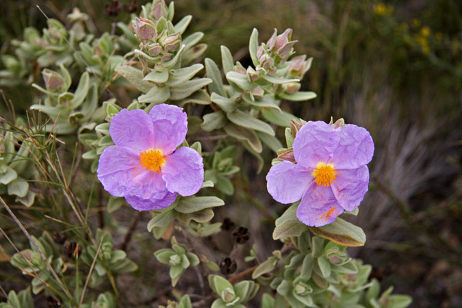 Estepa blanca (Cistus albidus)