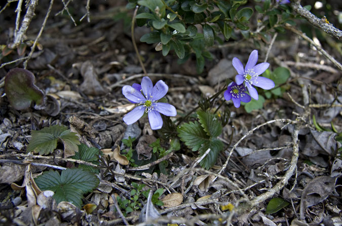 Hepatica triloba