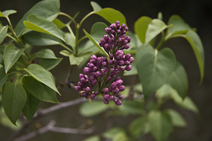 Lilá (Syringa vulgaris)