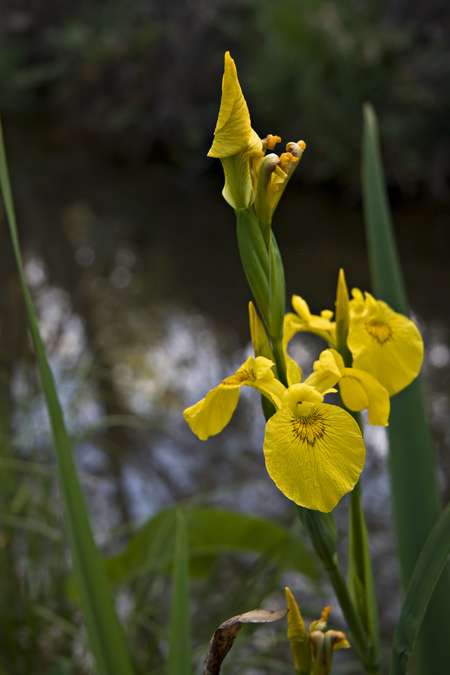 Lliri groc (Iris pseudacorus)