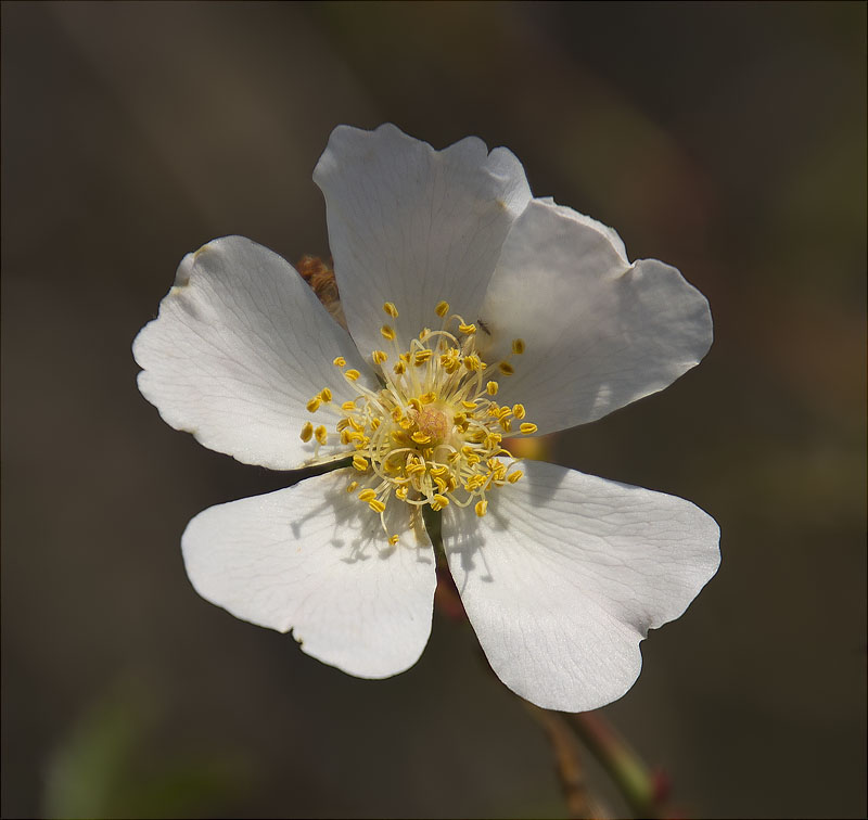 Estepa (Cistus sp.)