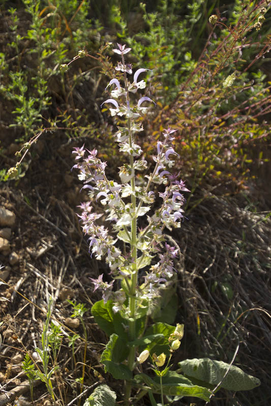 Sàlvia romana (Salvia sclarea)