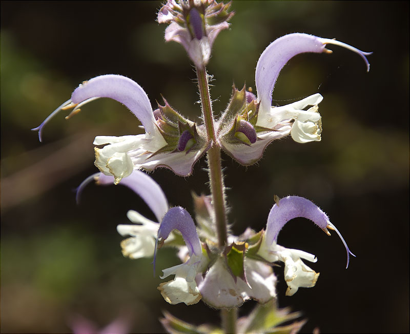 Sàlvia romana (Salvia sclarea)