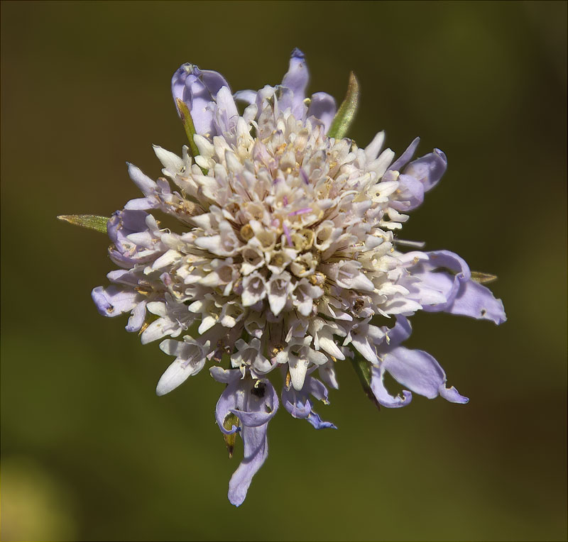 Escabiosa (Scabiosa atropurpurea)