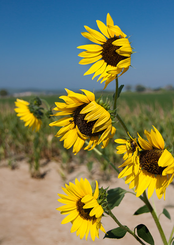 Girasol (Helianthus annuus)