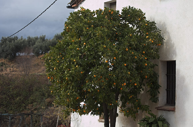 Taronger ( Naranjo )