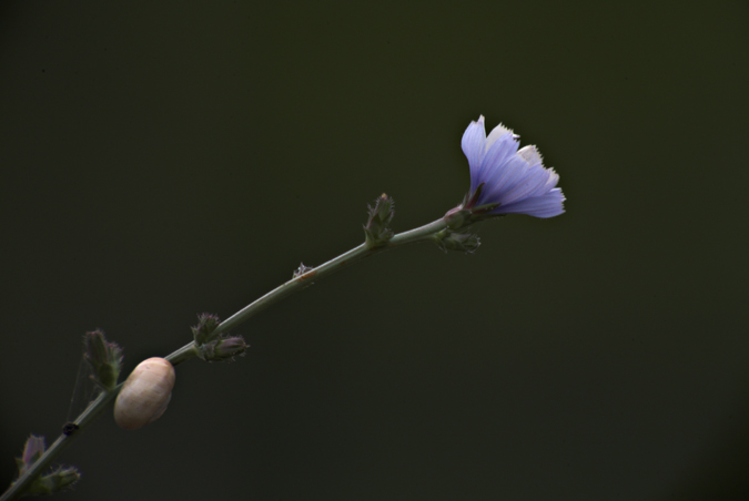 Xicoira.(Cichorium intybus)