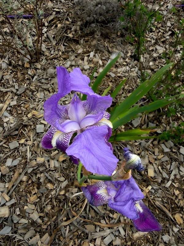 Lliri blau (Iris germanica)