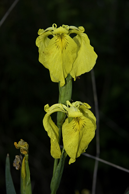 Lliri groc (Iris pseudacorus)