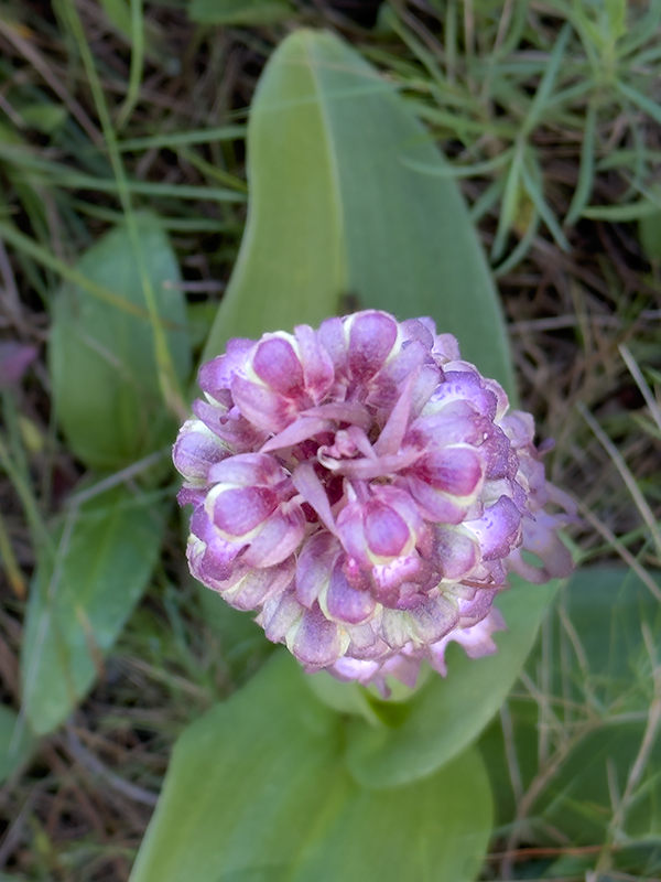 Les mosques grosses (Himantoglossum robertianum)