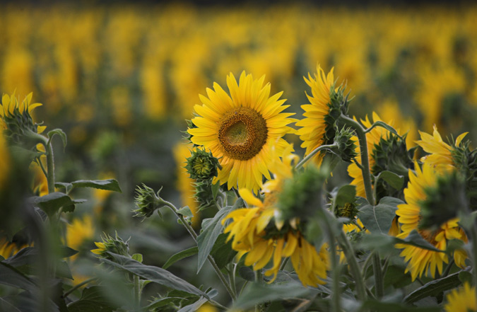 Gira-sol (Helianthus annuus)