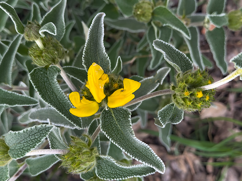 Phlomis fruticosa 02d02