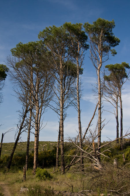 Pi (Pinus sp)