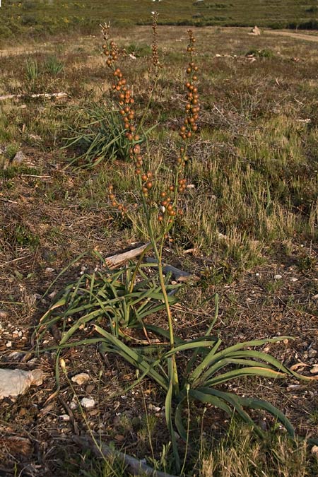 Albó o porrassa (Asphodelus cerasiferus) 1de3