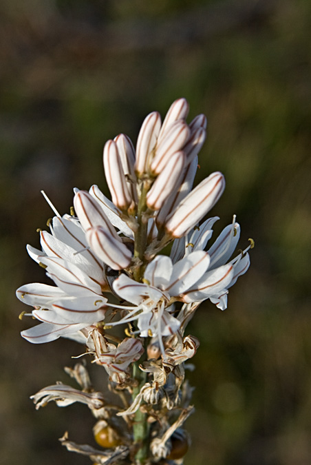 Albó o porrassa (Asphodelus cerasiferus)  3de3